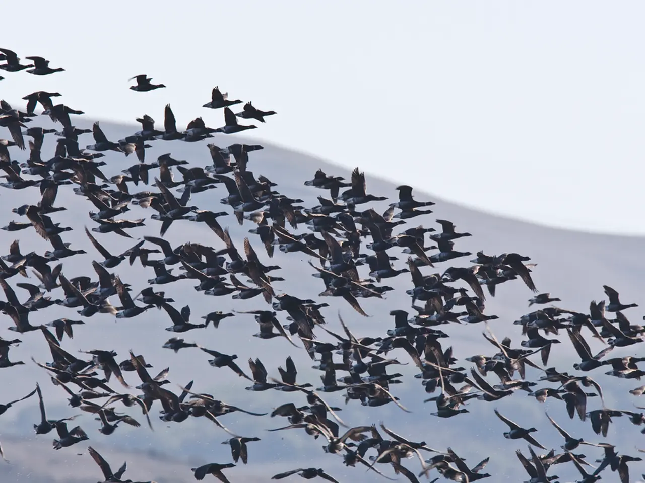 Drone Operators Wanted: Companies Offer Immediate Employment for Licensed Drone Pilots