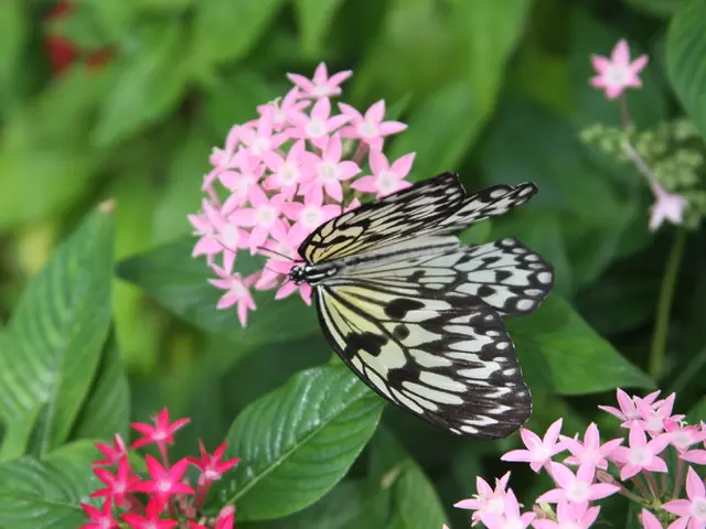 Top-Picked Butterfly Retreats for Enthusiasts
