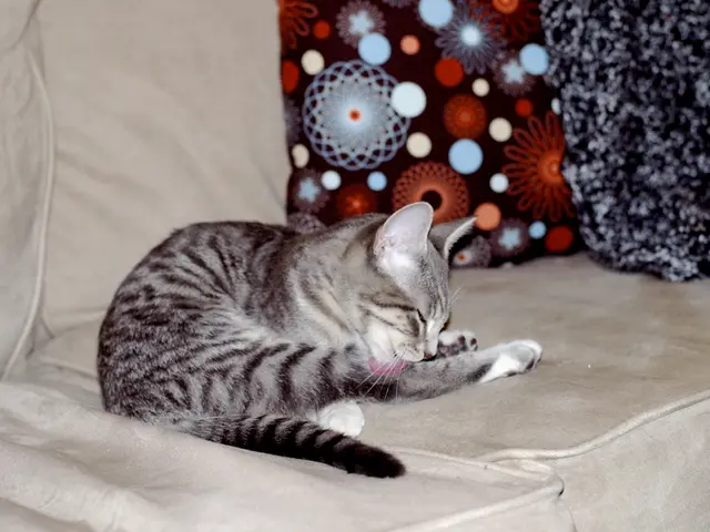 Navigate Triumph:balancing a Start-up and a Fresh Companion Pet