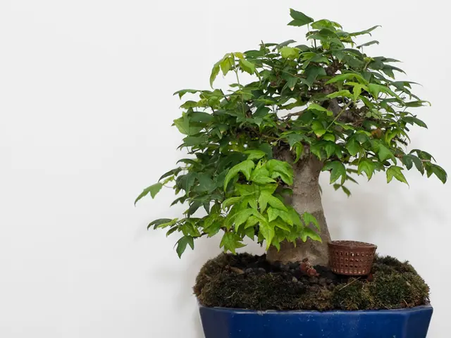 Enhancing Benefits of Bonsai Trees for Physical and Spiritual Well-being