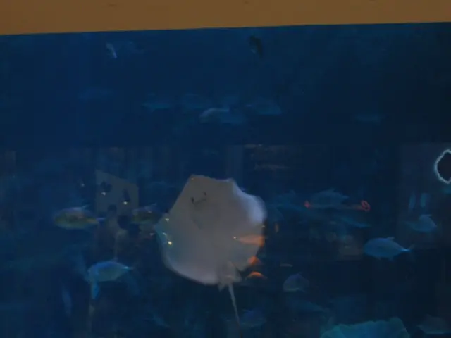 Aquarium Companions Associated with Birch