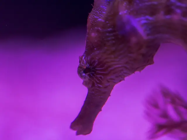 Symbolic Impact of Seahorses in Ornamental Accessories: Significance and Source of Ideas