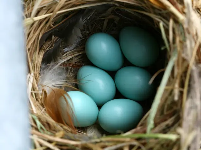 Duration of Untended Bird Eggs: A Detailed Explanation