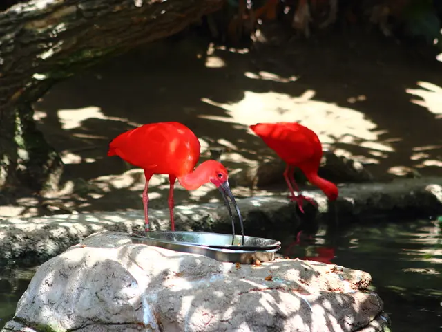 IB Score Computation Demystified: An Exhaustive Overview