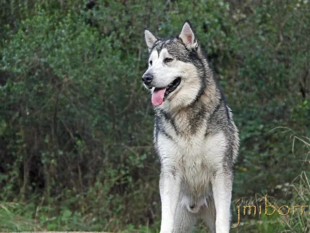 Three Indicators of the Lone Wolf Character (Sigma Solitaires)