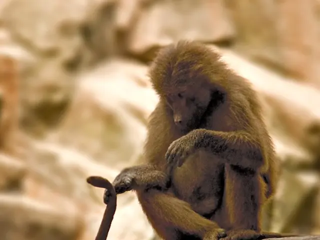 Financial Fortune and Prosperity Align with Six Chinese Zodiac Signs Commencing July 26, 2025