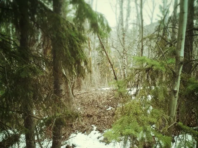 October 2025 Appointment: Forest Program Director Role - Level 3 Position