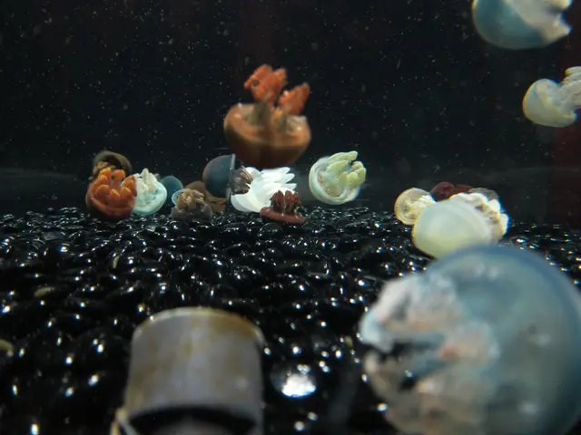 Unusual Coexistence: The Crustacean Inhabiting the Anus Region of a Sea Cucumber