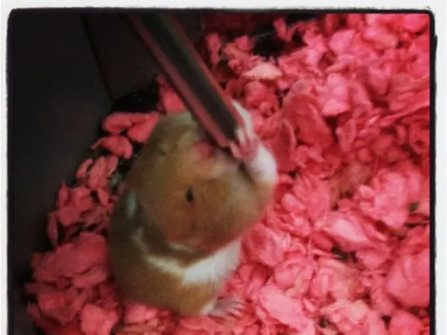 When Rodents Strike and Their Implications