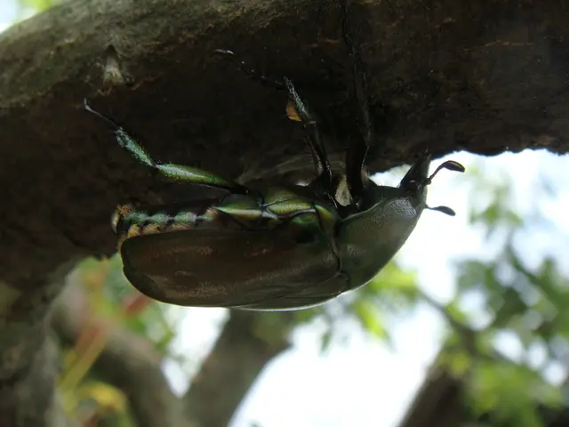 Every Hawaii garden necessitates an avocado tree for a touch of tropical flair.