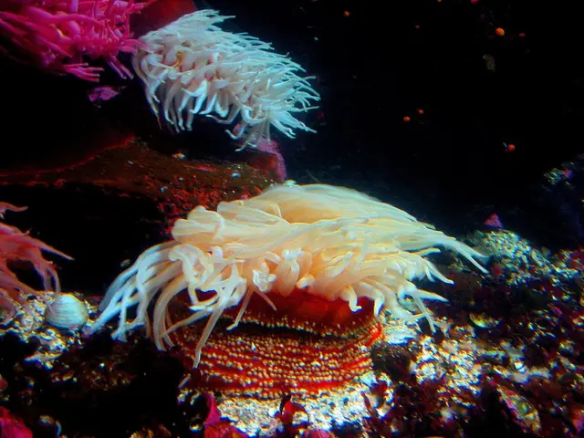 Florida's Economy Thrives on Coral Reefs - Restoration Secures Their Long-Term Survival