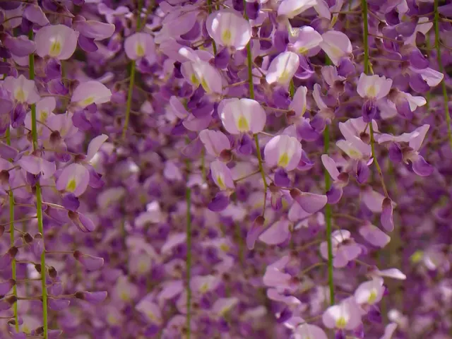 Orchard Revolution: Black Amber Plum Yields Record Profits for Indian Farmers, Labeled as India's...