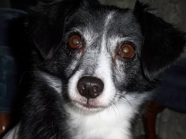 Genetic Testing for Dogs: Is It Worth the Try?