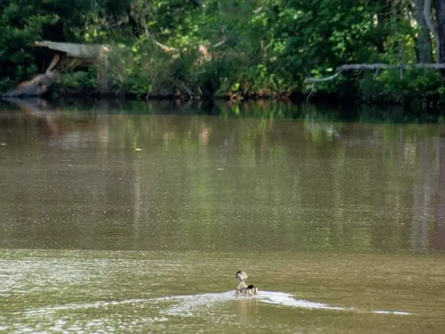 Observing avian life at Cornell's Children's Island