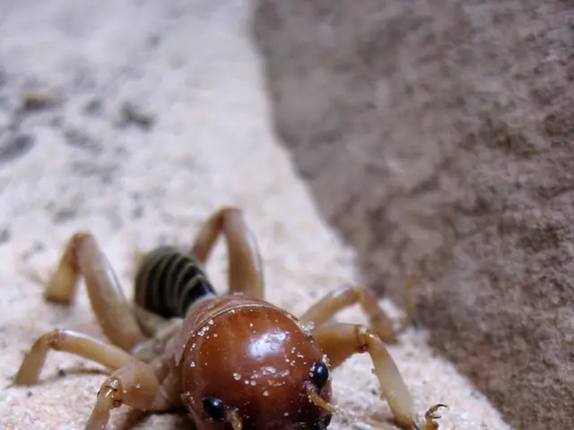 Critical vulnerability in Trend Micro management console already exploited, workaround provided...