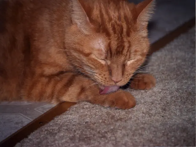 Exploring Sensation-Seeking: Adults and Their Urges for Stimulating Experiences