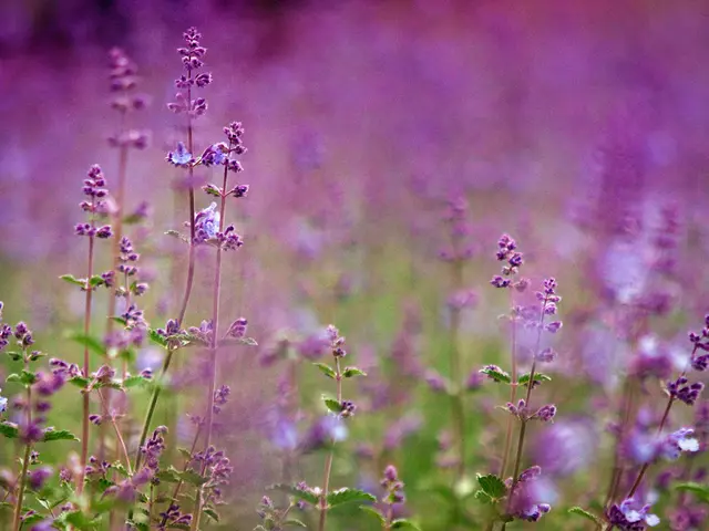 Aromas Capable of Enhancing Mental Clarity?