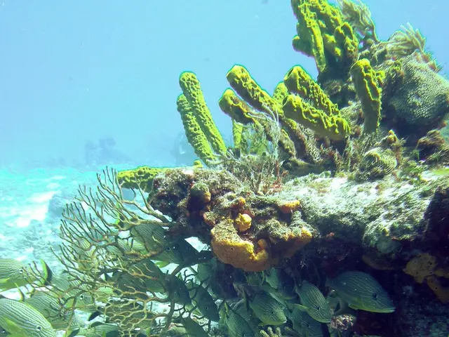 Unlawful fishing activities within marine sanctuaries were traced using satellite technology and...