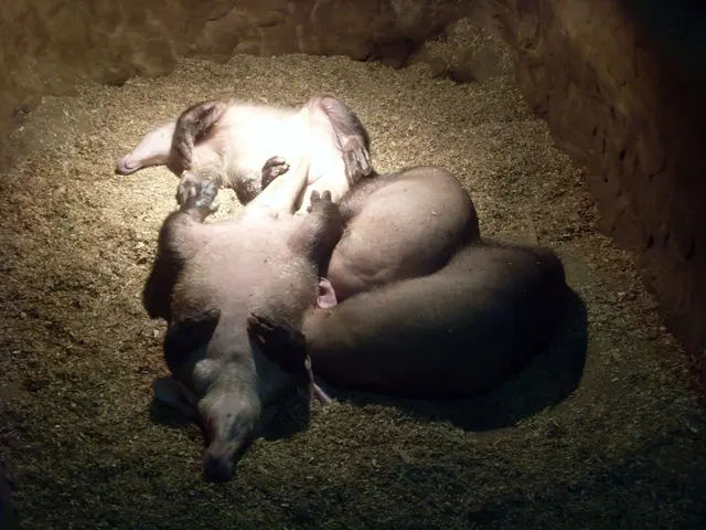 Dakota County's procedure for identifying and marking 4-H animals with ear tags