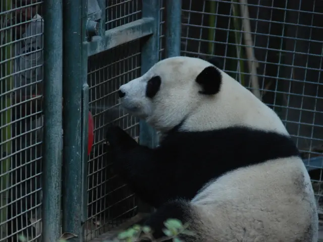 "Red Panda Jinjin is in transit" or "Jinjin, the Red Panda, is currently moving" or simply "Jinjin,...