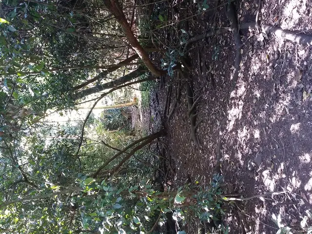 Compliance Illustrations from the EUDR for Manufacturers to Maintain Regulatory Adherence