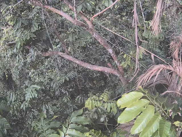 Pakistan seeks to capitalize on Arab advancements in the field of date production to boost its...