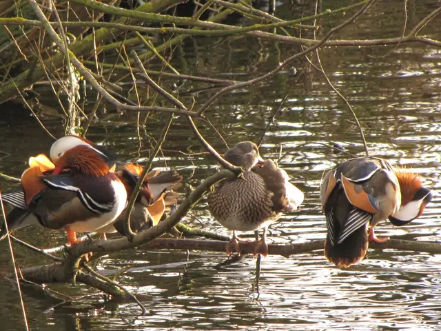 Young firefighters of VdF-NRW initiate a conservation effort for locally-native avian species.