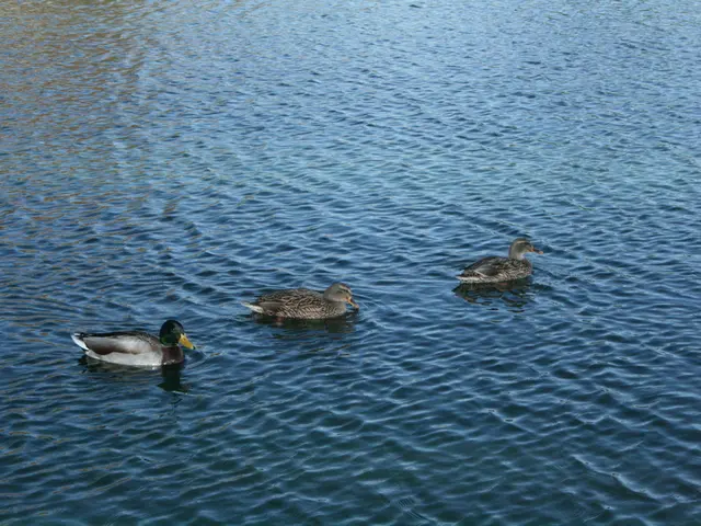 Employing Acoustics as a Strategy to Monitor Snapper Fishing in Hawaii and Prevent Excessive...