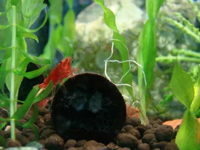 In this image I can see few artificial plants, few aquatic animals which are orange in color, few...