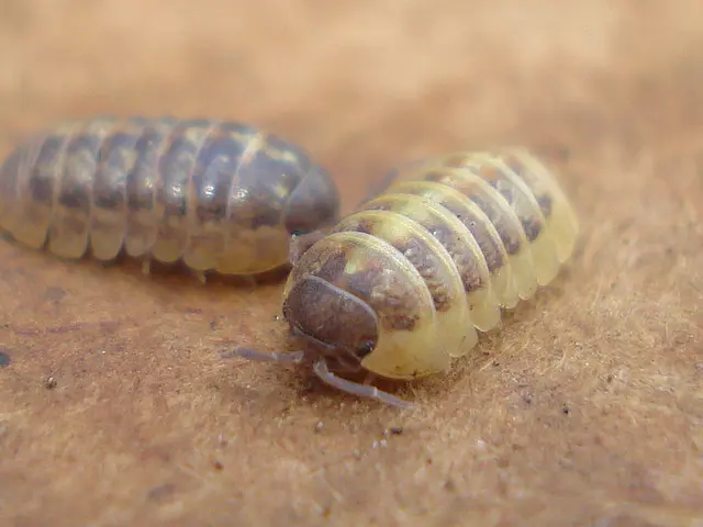 In this image there are insects.