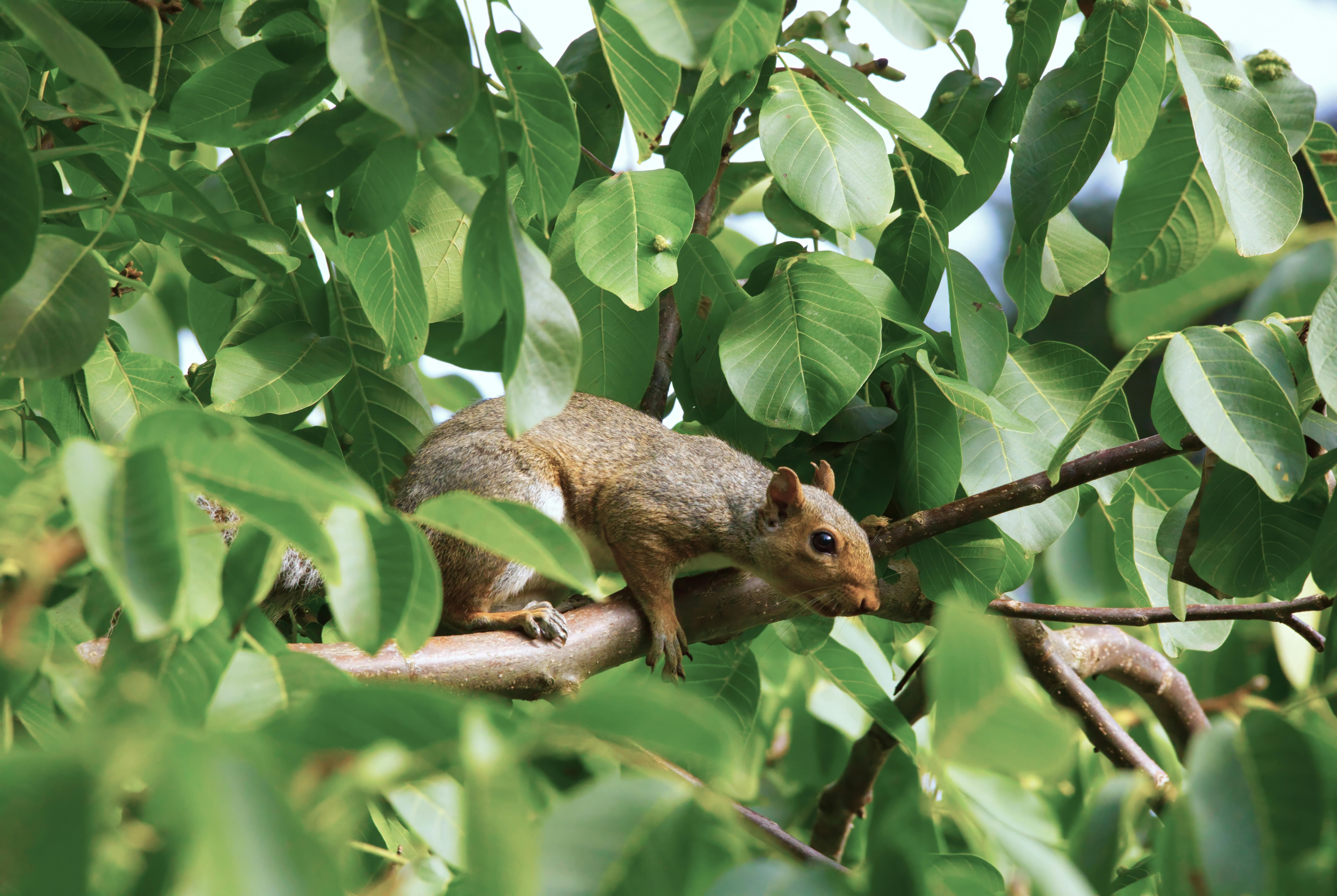 Picture of a bushy-tailed rodent known as a squirrel. Key Attributes to Consider in a Current Robot Vacuum Model